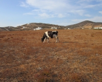 Αγελάδες στην Αντίπαρο