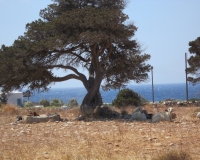 Γίδες