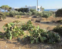 Opuntia and Olive trees in Paros.